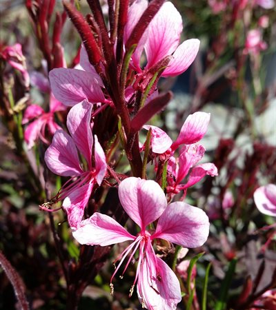 Gaura Passionate Blush